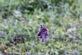 Spotted Dove Bird Perched on Barbed Wire with Green Nature Background Royalty Free Stock Photo