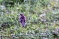 Spotted Dove Bird Perched on Barbed Wire with Green Nature Background Royalty Free Stock Photo