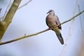 Spotted dove bird specie Streptopelia chinensis, Terai, Nepal