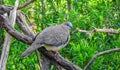 Spotted dove bird in the tree Royalty Free Stock Photo