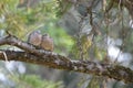 Spotted Dove couple