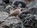 Spotted Dove