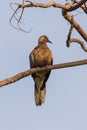 Spotted Dove on the island of Koh Lanta in southern Thailand