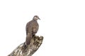 Spotted dove isolated in white background Royalty Free Stock Photo