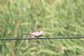 Spotted dove in morning