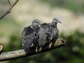 Spotted dove pair - Indian birds