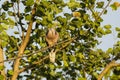 Puffed Male Spotted Dove on Branch Royalty Free Stock Photo