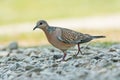 Spotted dove