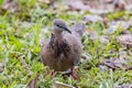 Spotted Dove in Queensland Australia