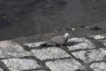 A Spotted Dove Sitting at the river bank of Shing Mun River Shatin Hong KOng Royalty Free Stock Photo