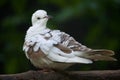 Spotted dove (Spilopelia chinensis chinensis). Royalty Free Stock Photo