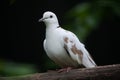 Spotted dove Spilopelia chinensis chinensis. Royalty Free Stock Photo