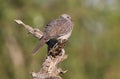 The spotted dove Spilopelia chinensis