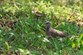 The spotted dove Spilopelia chinensis on death tree Royalty Free Stock Photo