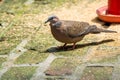 The spotted dove Spilopelia chinensis eating food in a zoo, a small and somewhat long-tailed pigeon that is a common resident Royalty Free Stock Photo