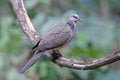 Spotted Dove Spilopelia chinensis Male Beautiful Birds of Thailand Royalty Free Stock Photo