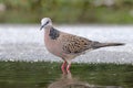 Spotted Dove Spilopelia chinensis Male Cute Birds of Thailand