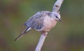 Spotted Dove Spilopelia Chinensis Royalty Free Stock Photo