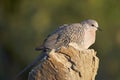 Spotted Dove Spilopelia Chinensis Royalty Free Stock Photo