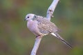 Spotted Dove Spilopelia Chinensis Royalty Free Stock Photo