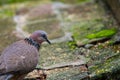 The spotted dove Spilopelia chinensis searching food on floor in a zoo, a small and somewhat long-tailed pigeon that is a common Royalty Free Stock Photo