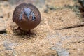 The spotted dove Spilopelia chinensis searching food on floor in a zoo, a small and somewhat long-tailed pigeon that is a common Royalty Free Stock Photo