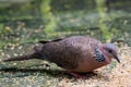 The spotted dove Spilopelia chinensis searching food on floor in a zoo, a small and somewhat long-tailed pigeon that is a common Royalty Free Stock Photo