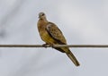 The spotted dove Spilopelia chinensis