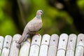 The spotted dove Spilopelia chinensis, a small and somewhat long-tailed pigeon that is a common resident breeding bird across Royalty Free Stock Photo