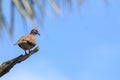 The spotted dove Spilopelia chinensis on death tree Royalty Free Stock Photo