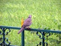 Spotted dove Royalty Free Stock Photo