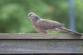 Spotted Dove