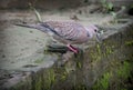 Spotted Dove is a stocky bird background Photo Royalty Free Stock Photo