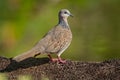 Spotted Dove - Streptopelia Spilopelia chinensis small long-tailed pigeon, also known as mountain dove, pearl-necked dove, lace