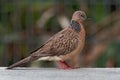 Spotted Dove - Streptopelia Spilopelia chinensis small long-tailed pigeon, also known as mountain dove, pearl-necked dove, lace