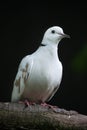 Spotted dove (Spilopelia chinensis chinensis). Royalty Free Stock Photo