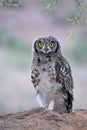 Spotted eagle-owl Royalty Free Stock Photo