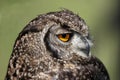 Spotted Eagle Owl Royalty Free Stock Photo