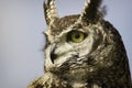 Spotted Eagle owl