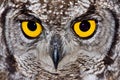 Spotted Eagle Owl