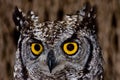 Spotted Eagle Owl Royalty Free Stock Photo