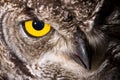 Spotted Eagle Owl Royalty Free Stock Photo