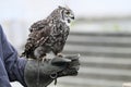 Spotted Eagle owl animal bird falconry Royalty Free Stock Photo