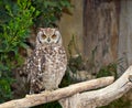 Spotted Eagle-Owl (Bubo africanus) Royalty Free Stock Photo