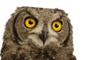 Spotted Eagle-owl - Bubo africanus (8 months) Royalty Free Stock Photo