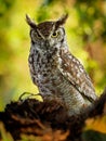 Spotted Eagle-Owl - Bubo africanus also called African spotted eagle-owl, and African eagle-owl, is a medium-sized species of owl Royalty Free Stock Photo