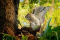 Spotted Eagle-Owl - Bubo africanus also called African spotted eagle-owl, and African eagle-owl, is a medium-sized species of owl Royalty Free Stock Photo