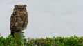 Spotted Eagle Owl dozing