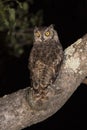 Spotted Eagle Owl (Bubo africanus) Royalty Free Stock Photo