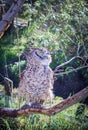 Spotted eagle-owl Bubo africanus perching in a tree during the day, Cape Town Royalty Free Stock Photo